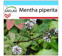 SAFLAX - Kit cadeau - Menthe poivrée - 300 graines - Mentha piperita
