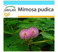 SAFLAX - Kit cadeau - Mimosa pudique - 70 graines - Mimosa pudica