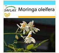 SAFLAX - Kit cadeau - Moringa - 10 graines - Moringa oleifera