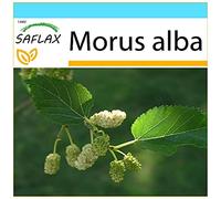 SAFLAX - Kit cadeau - Mûrier blanc - 200 graines - Morus alba