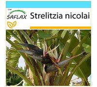 SAFLAX - Kit cadeau - Oiseau de paradis (nicolai) - 5 graines - Strelitzia nicolai