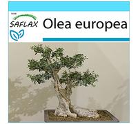 SAFLAX - Kit cadeau - Olivier - 20 graines - Olea europea