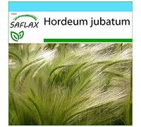 SAFLAX - Kit cadeau - Orge à crinière - 70 graines - Hordeum jubatum