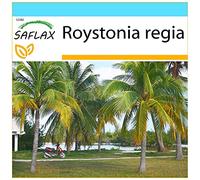 SAFLAX - Kit cadeau - Palmier royal de Cuba - 8 graines - Roystonia regia
