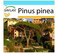 SAFLAX - Kit cadeau - Pin parasol - 6 graines - Pinus pinea