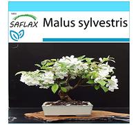 SAFLAX - Kit cadeau - Pommier sauvage - 30 graines - Malus sylvestris