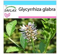 SAFLAX - Kit cadeau - Réglisse glabre - 30 graines - Glycyrrhiza glabra