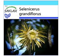 SAFLAX - Kit cadeau - Reine de la nuit - 40 graines - Selenicerus grandiflorus