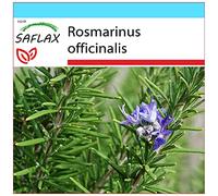 SAFLAX - Kit cadeau - Romarin - 100 graines - Rosmarinus officinalis