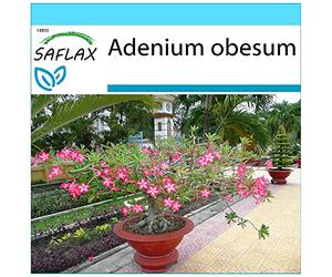 SAFLAX - Kit cadeau - Rose du désert - 8 graines - Adenium obesum