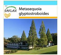 SAFLAX - Kit cadeau - Sapin d'eau - 60 graines - Metasequoia glyptostroboides