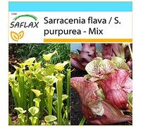 SAFLAX - Kit cadeau - Sarracénie pourpre - 10 graines - Sarracenia flava/S. purpurea - Mix
