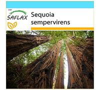 SAFLAX - Kit cadeau - Séquoia sempervirens - 50 graines - Sequoia sempervirens