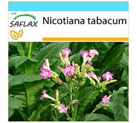 SAFLAX - Kit cadeau - Tabac - 250 graines - Nicotiana tabacum