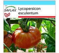 SAFLAX - Kit cadeau - Tomate Brandywine - 10 graines - Lycopersicon esculentum
