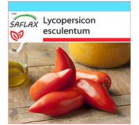 SAFLAX - Kit cadeau - Tomate Cornue des Andes - 10 graines - Lycopersicon esculentum