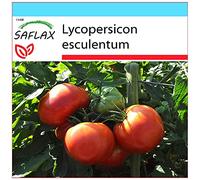 SAFLAX - Kit cadeau - Tomate Rose de Berne - 10 graines - Lycopersicon esculentum