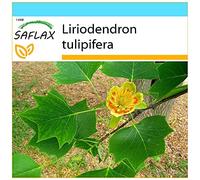 SAFLAX - Kit cadeau - Tulipier de Virginie - 20 graines - Liriodendron tulipifera