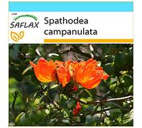 SAFLAX - Kit cadeau - Tulipier du Gabon - 30 graines - Spathodea campanulata