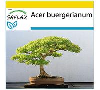 SAFLAX - Kit de culture - Erable trident - 30 graines - Acer buergerianum