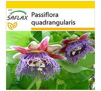 SAFLAX - Kit de culture - Grenadille géante - 12 graines - Passiflora quadrangularis