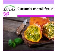 SAFLAX - Kiwano concombre à cornes - 10 graines - Cucumis metuliferus