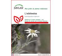 SAFLAX - L’edelweiss - 500 graines - Leontopodium