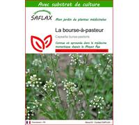 SAFLAX - La bourse-à-pasteur - 1000 graines - Avec substrat - Capsella