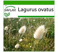 SAFLAX - Lagure ovale - 100 graines - Avec substrat - Lagurus ovatus
