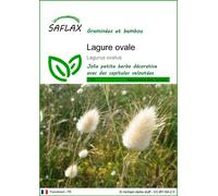 SAFLAX - Lagure ovale - 100 graines - Lagurus