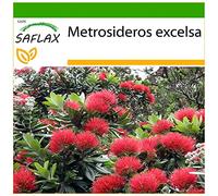 SAFLAX - L'arbre de Noël de Nouvelle-Zélande - 300 graines - Avec substrat - Metrosideros excelsa