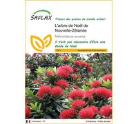 SAFLAX - L'arbre de Noël de Nouvelle-Zélande - 300 graines - Metrosideros