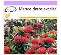 SAFLAX - L'arbre de Noël de Nouvelle-Zélande - 300 graines - Metrosideros excelsa