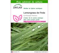 SAFLAX - Lemongrass de l'Inde - 50 graines - Avec substrat - Cymbopogon