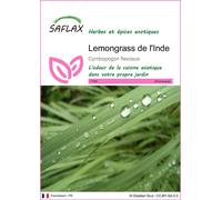 SAFLAX - Lemongrass de l'Inde - 50 graines - Cymbopogon