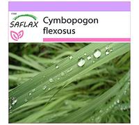 SAFLAX - Lemongrass de l'Inde - 50 graines - Cymbopogon flexosus