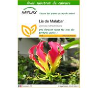 SAFLAX - Lis de Malabar - 15 graines - Avec substrat - Gloriosa