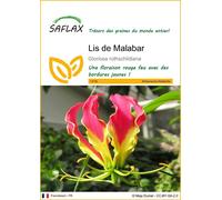 SAFLAX - Lis de Malabar - 15 graines - Gloriosa