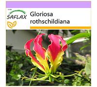 SAFLAX - Lis de Malabar - 15 graines - Gloriosa rothschildiana