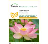 SAFLAX - Lotus sacré - 8 graines - Nelumbo