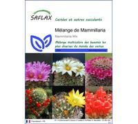 SAFLAX - Mélange de Mammillaria - 40 graines - Mammilaria