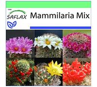 SAFLAX - Mélange de Mammillaria - 40 graines - Mammilaria Mix