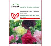 SAFLAX - Mélange de roses trémières - 100 graines - Alcea
