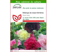SAFLAX - Mélange de roses trémières - 100 graines - Avec substrat - Alcea