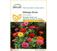 SAFLAX - Mélange Zinnia - 50 graines - Zinnia