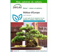 SAFLAX - Mélèze d'Europe - 75 graines - Avec substrat - Larix