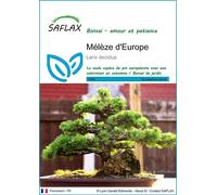 SAFLAX - Mélèze d'Europe - 75 graines - Larix