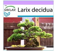 SAFLAX - Mélèze d'Europe - 75 graines - Larix decidua