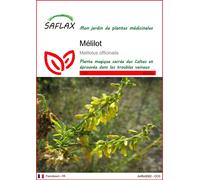 SAFLAX - Mélilot - 250 graines - Melilotus