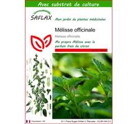 SAFLAX - Mélisse officinale - 150 graines - Avec substrat - Melissa